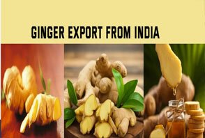 Ginger Export