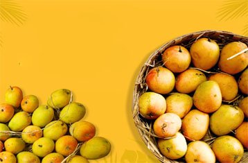 Alphonso Hapus mangoes