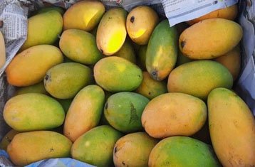 Dashehari mangoes