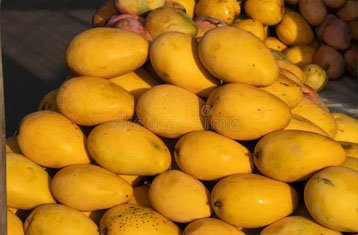 Banganapalli Safeda mangoes