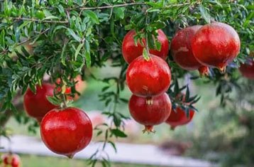Bhagwa pomegranate