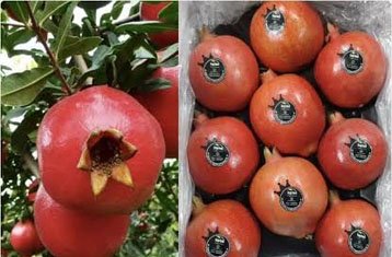 Phule Bhagwa Super pomegranate