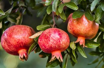 Wonderful pomegranate variety