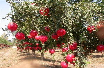 Kandhari pomegranate