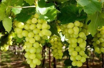 Tas-A-Ganesh grapes
