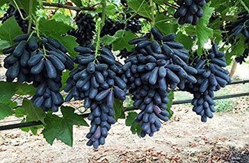 Sharad Seedless dark grapes