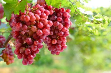 Crimson Seedless grapes