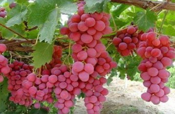 Large Red Globe grapes