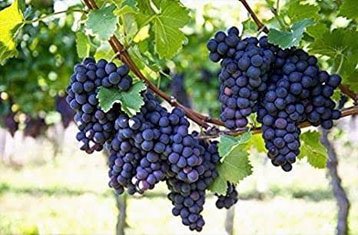 Bangalore Blue grapes