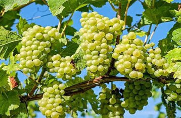 Anab-e-Shahi grapes