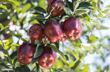 Red Chief apples