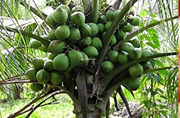West Coast Tall coconut