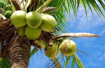 Tiptur Tall coconut