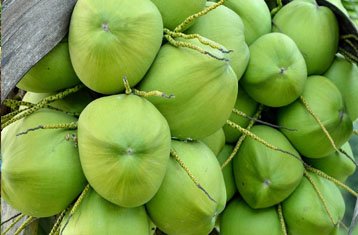 Chowghat Orange Dwarf coconut