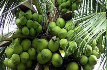 Chowghat Green Dwarf coconut