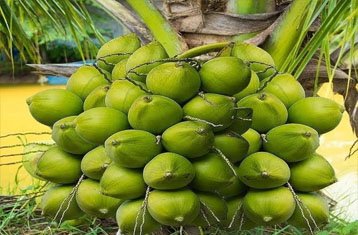 Kalpa Surya coconut