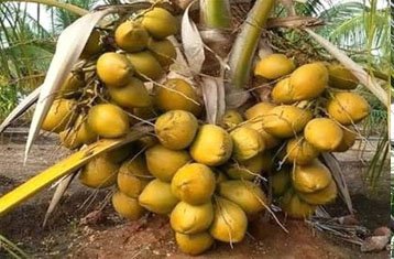 Chandra Sankara coconut hybrid
