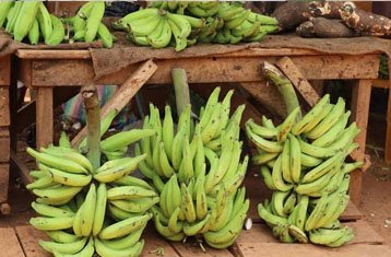 Plantain cooking bananas