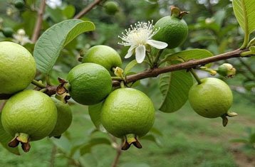 Allahabad Safeda guava