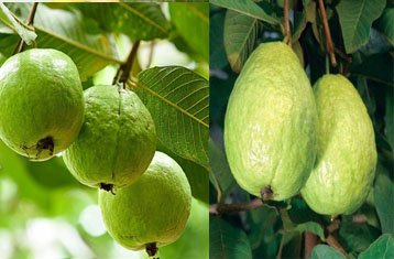Sardar L-49 guava