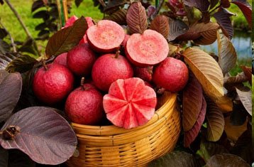 Red fleshed guava