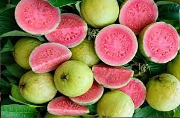 Large Thai guava
