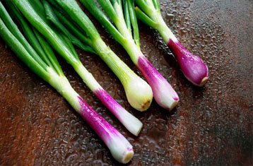 Fresh spring onions