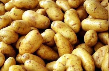 Kufri Pukhraj potatoes