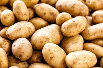 Kufri Chandramukhi potatoes