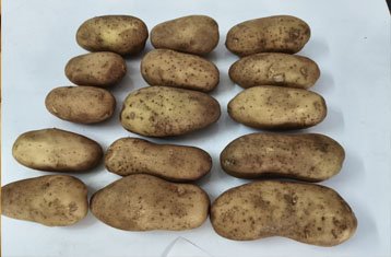 Kufri Frysona potatoes