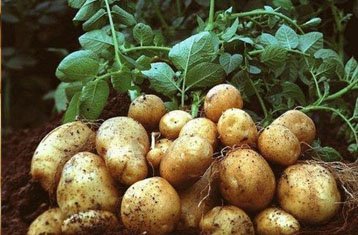 Kufri Badshah potatoes