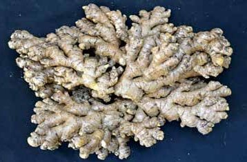 Fresh ginger rhizomes