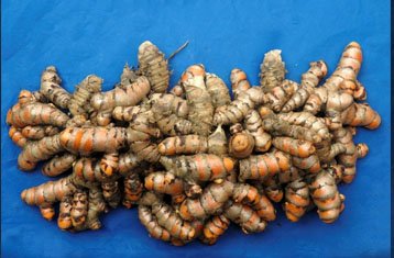 Fresh ginger rhizomes