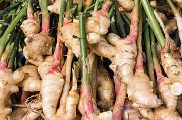 Ginger rhizomes
