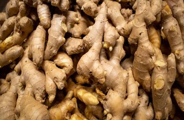 Ginger rhizome