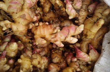 Fresh ginger