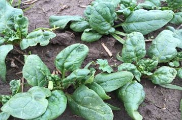 Savoy spinach leaves