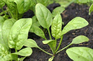 Flat leaf spinach