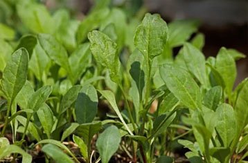 Semi-savoy spinach