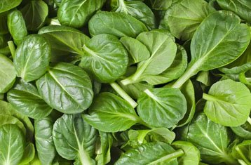 Baby spinach leaves