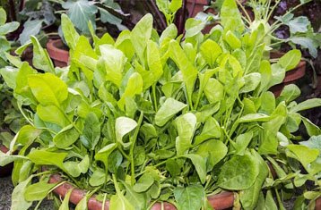 Leafy greens for a home garden