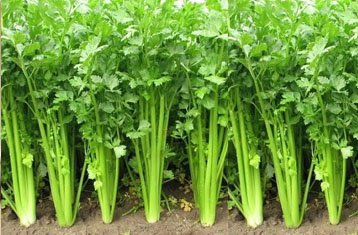 Leafy celery