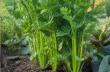 Green leafy celery