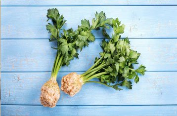 Celery plant