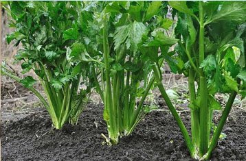 Fresh celery