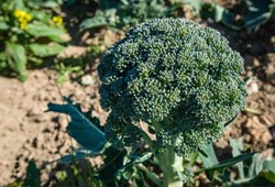 Calabrese broccoli