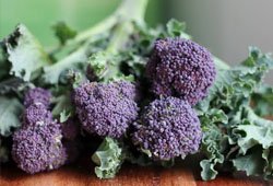 Purple sprouting broccoli