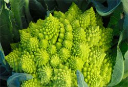 Romanesco vegetable