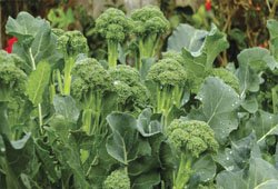 Fresh broccoli produce