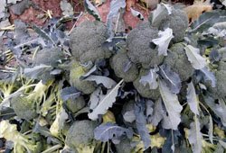 Broccoli crop